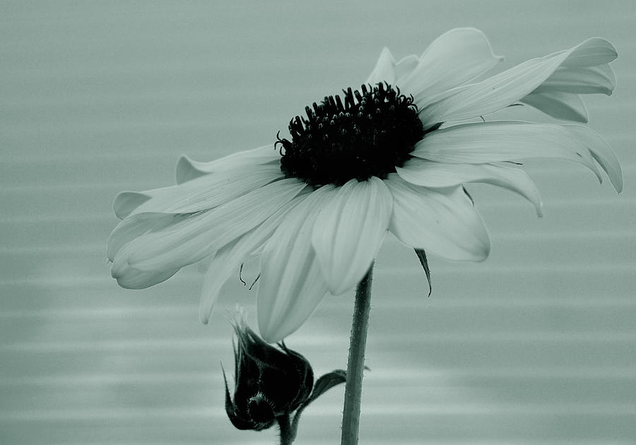 Flower Photograph - Pale Beauty by Steven Milner