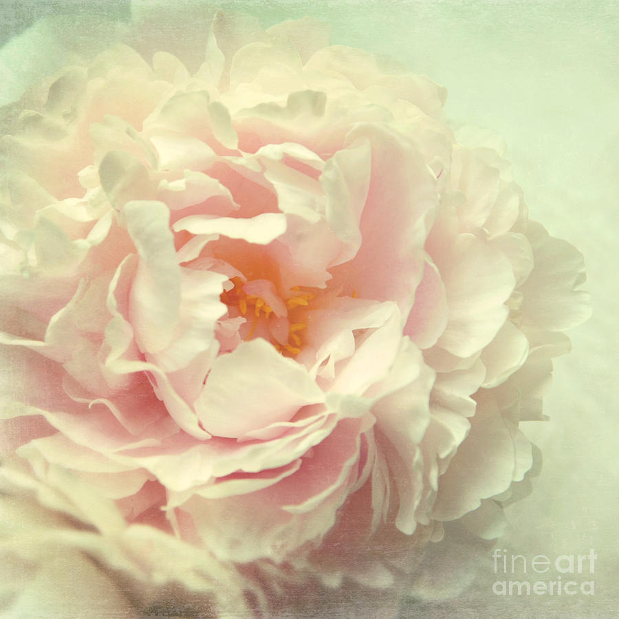 Pale Beauty Photograph by Sylvia Cook