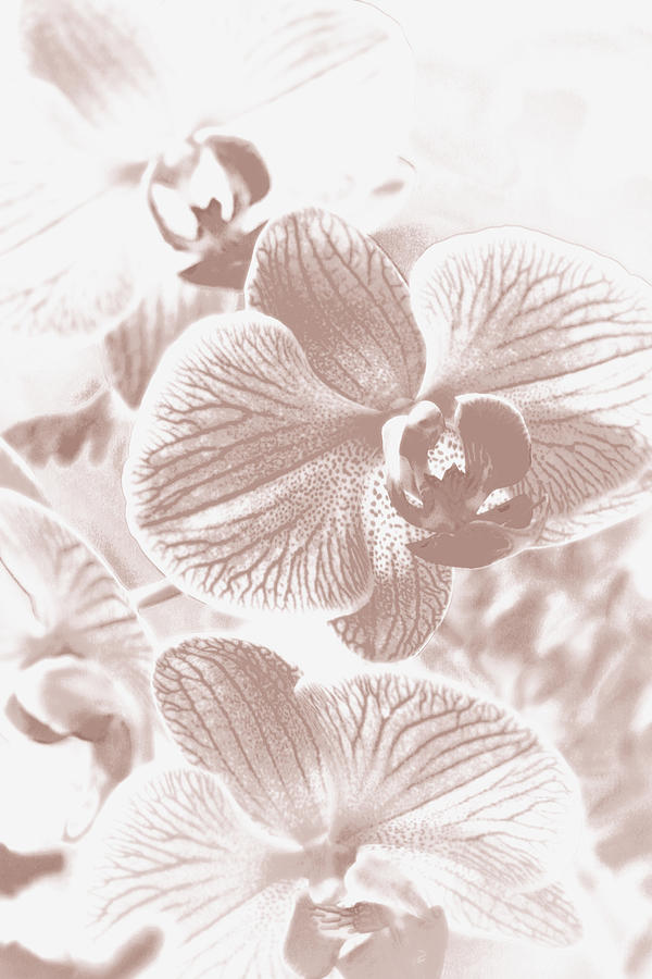 Flower Photograph - Pale beige orchid by Lali Kacharava