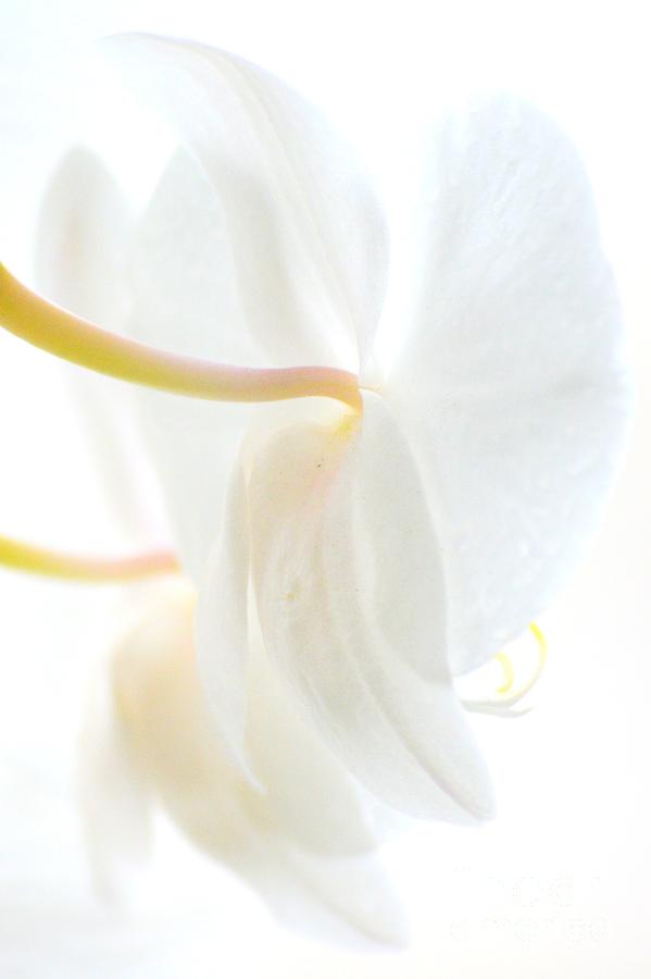 Pale Bloom Photograph by Tamara Michael