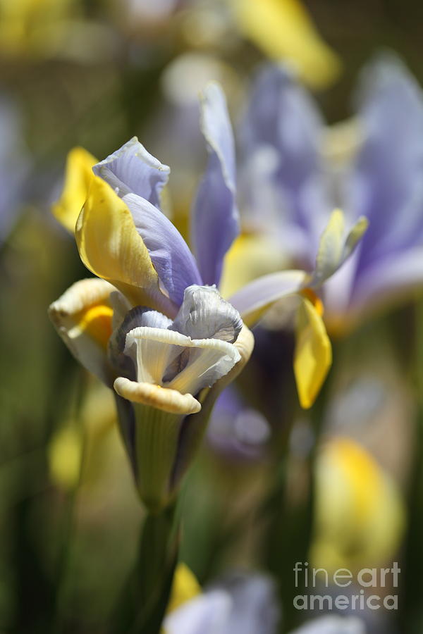 Pale blue and yellow Iris Photograph by Nicholas Burningham