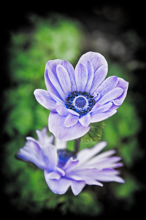 Pale Blue Flower Photograph by Mark Llewellyn