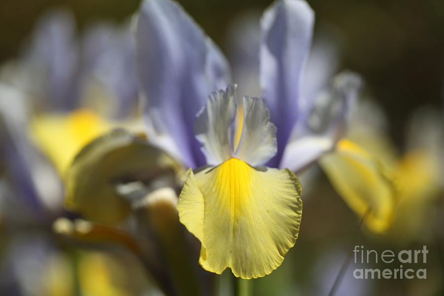 Pale blue iris Photograph by Nicholas Burningham