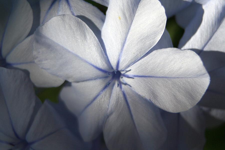 Pale Blue Plumbago Flower Close Up  Photograph by Taiche Acrylic Art