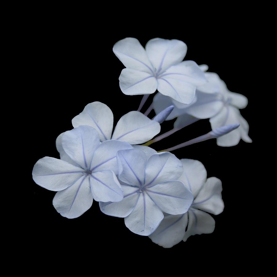 Pale Blue Plumbago Isolated on Black Background  Photograph by Taiche Acrylic Art