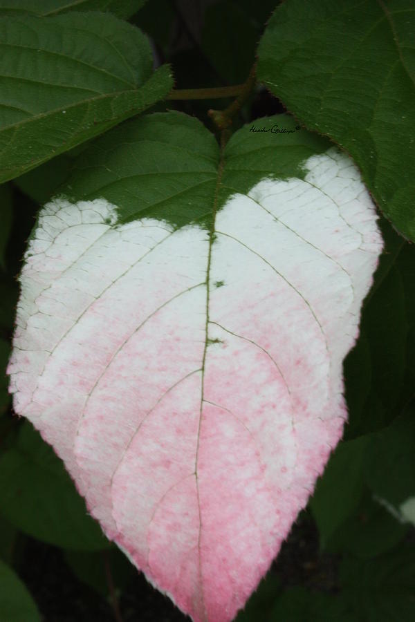 Leaves Photograph - Pale Blush by Heather Gallup Leaves Photograph - Pale Blush by Heather Gallup