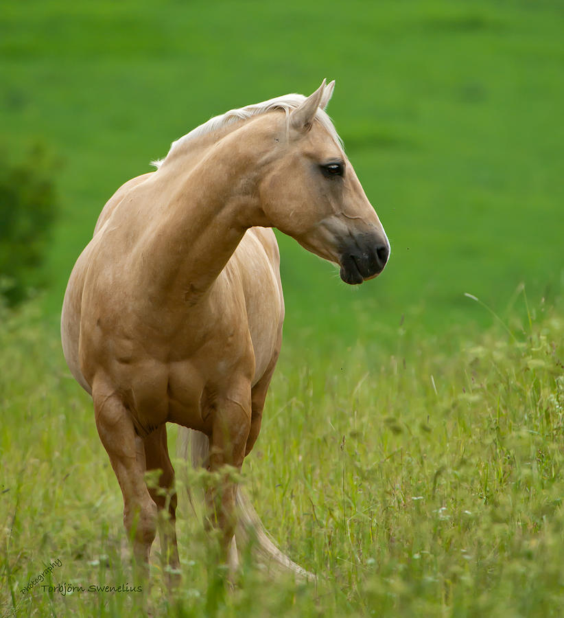 Pale Brown Horse Photograph by Torbjorn Swenelius