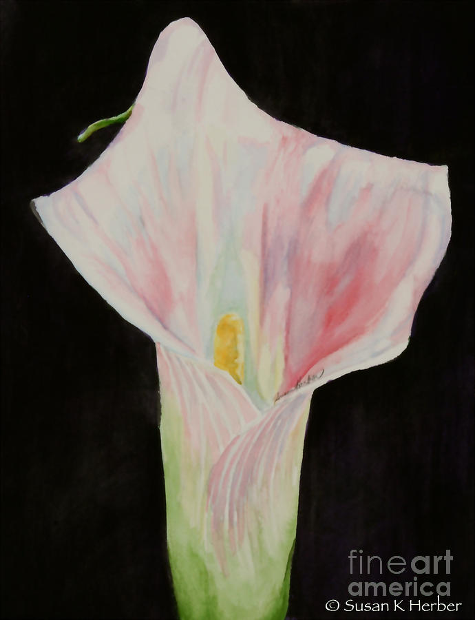 Pale Calla Painting by Susan Herber