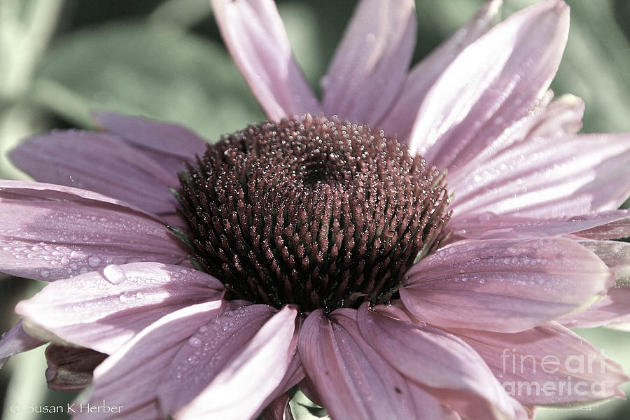 Pale Echinacea Photograph by Susan Herber