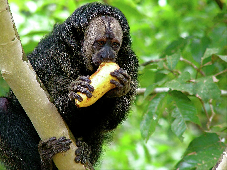 Pale-faced Saki Monkey On Monkey Island In Amazon Jungle Of Peru by ...