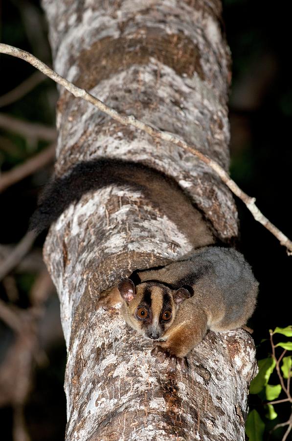 Pale Fork-marked Lemur Photograph by Tony Camacho/science Photo Library