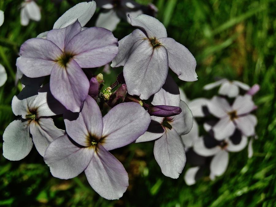 Pale Lavender Phlox Photograph by VLee Watson