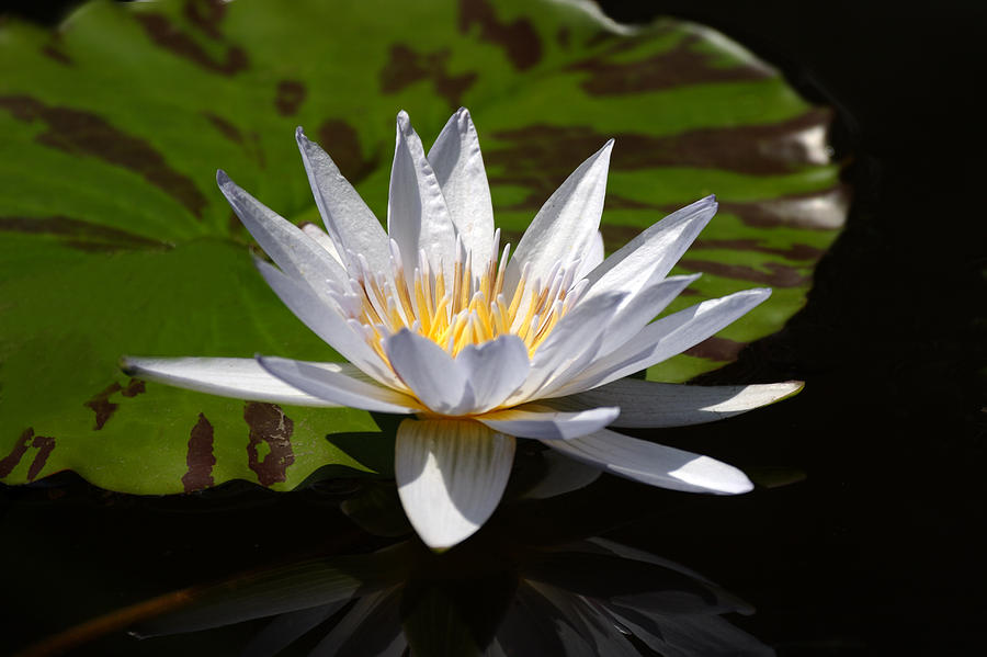 Nature Photograph - Pale Lavender Water Lily on Striped Lily Pad by Linda Phelps