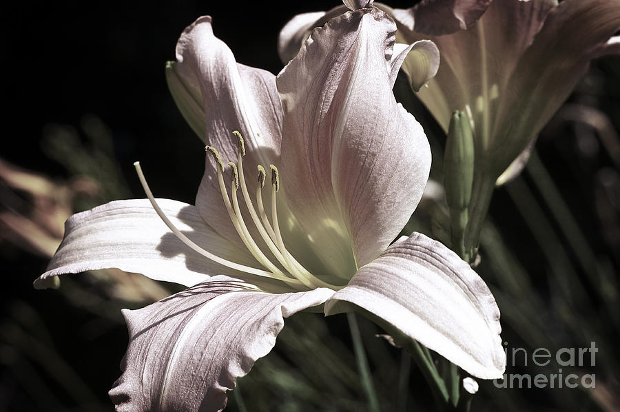 Pale Lily Photograph by Lee Craig
