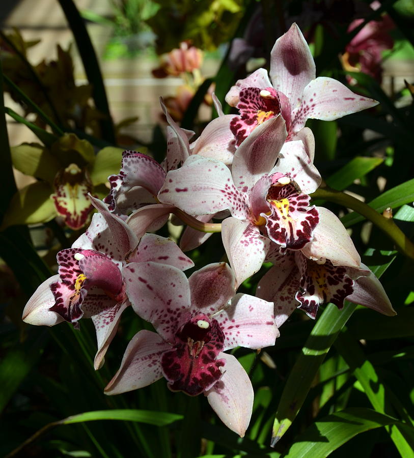 Pale Mauve Orchids Photograph by Carla Parris