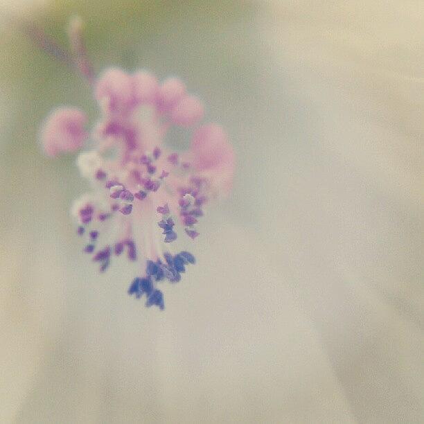 Flowers Still Life Photograph - Pale Mist #flower #macro by Sally Gurney
