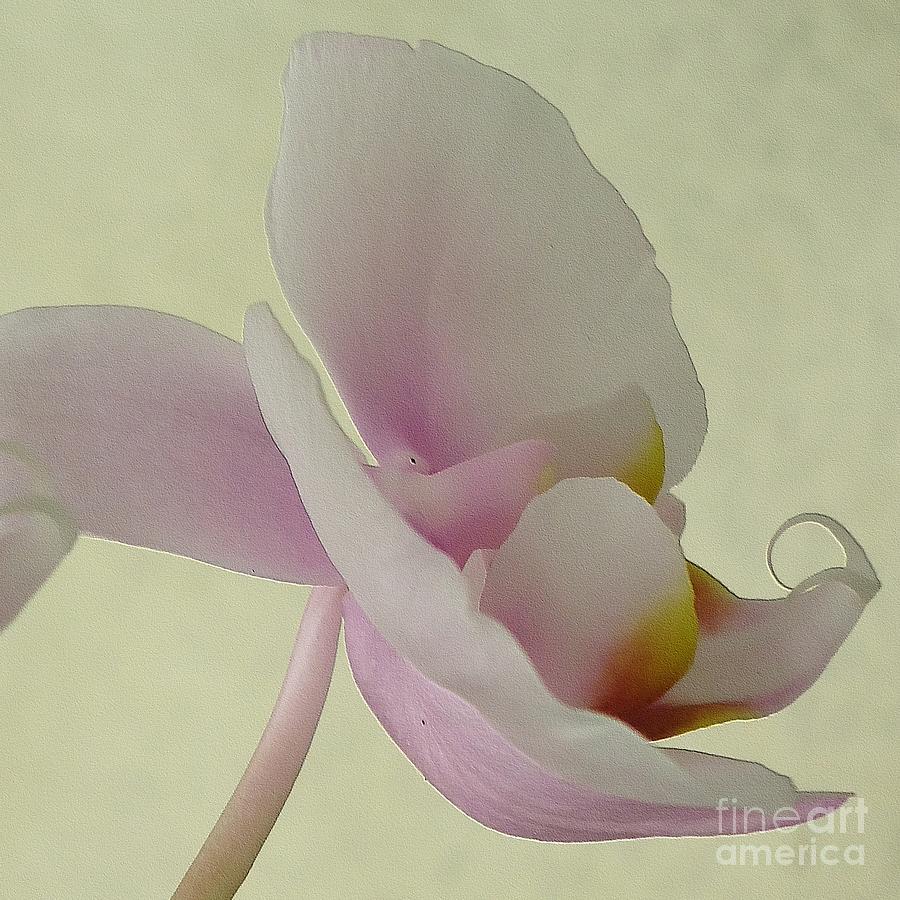 Orchid Photograph - Pale Orchid on Cream by Barbie Corbett-Newmin