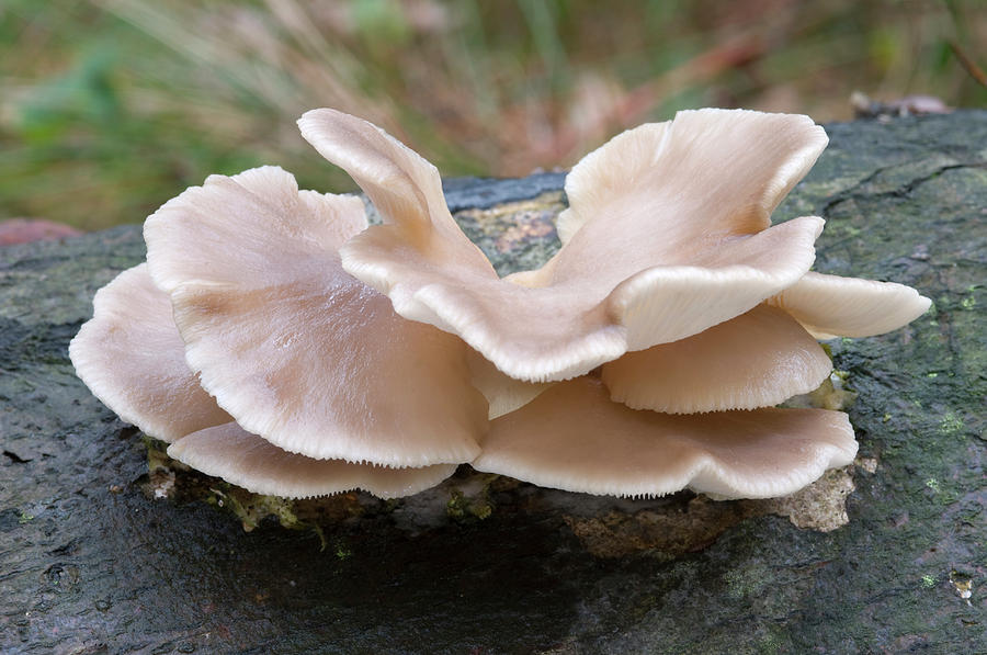 Pale Oyster Mushroom Photograph by Nigel Downer - Fine Art America