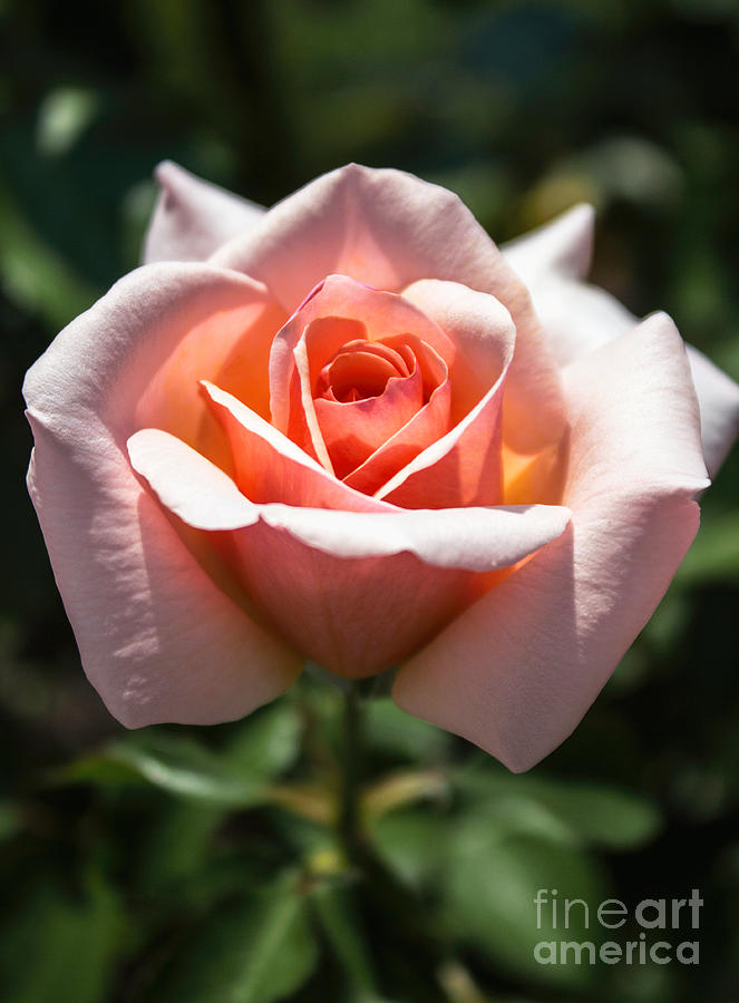 Pale Peach Rose Photograph by Arlene Carmel