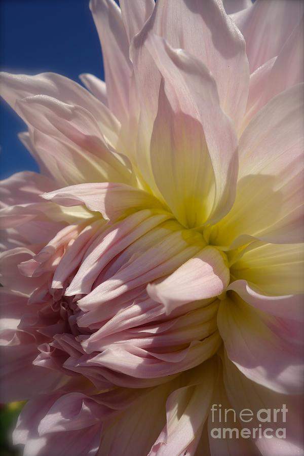 Pale Petals in Pink #5 Photograph by Jacqueline Athmann