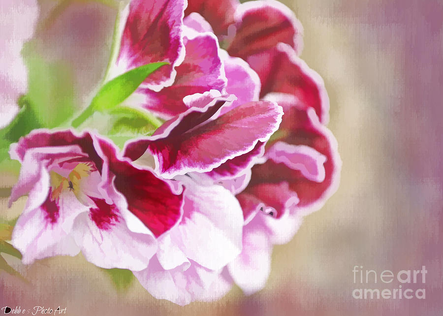 Pale Pink and Burgundy  Begonia blooms - Digital Paint Photograph by Debbie Portwood
