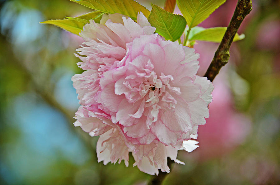 Flower Photograph - Pale Pink Blossoms by Linda Brown