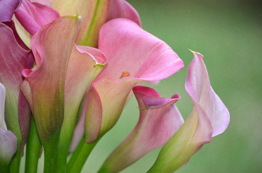 Flower Photograph - Pale Pink Blush by Fraida Gutovich