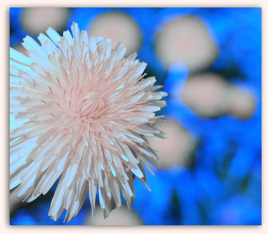 Pale Pink Bright Blue Photograph by Kathy Barney