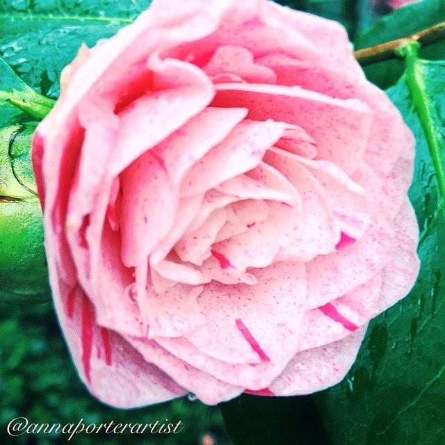 Pale Pink Camelia From My Spring Photograph by Anna Porter