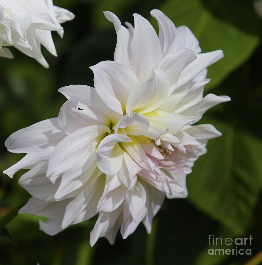 Pale Pink Dahlia Photograph by Kathy DesJardins - Fine Art America