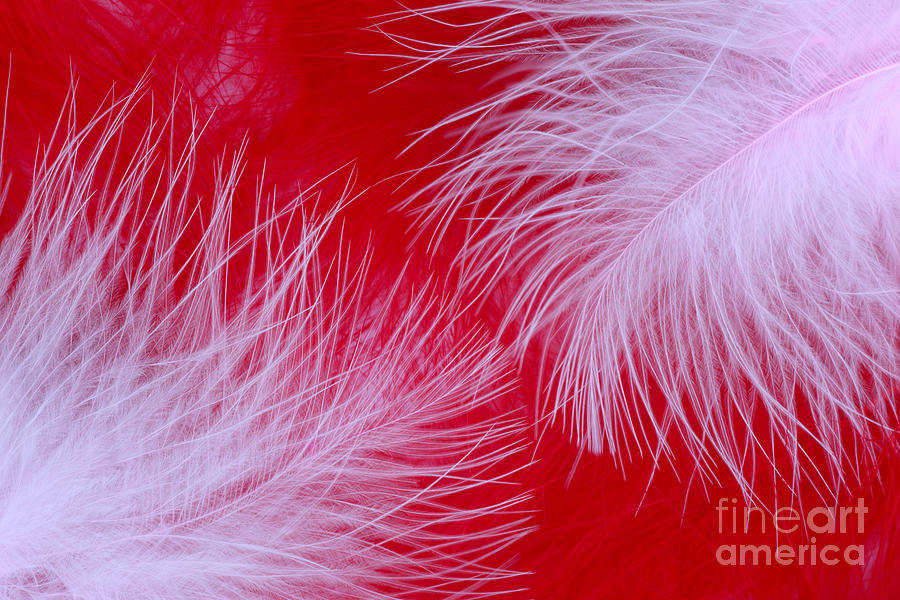 Red feathers on pink Photograph by Rosemary Calvert - Pixels