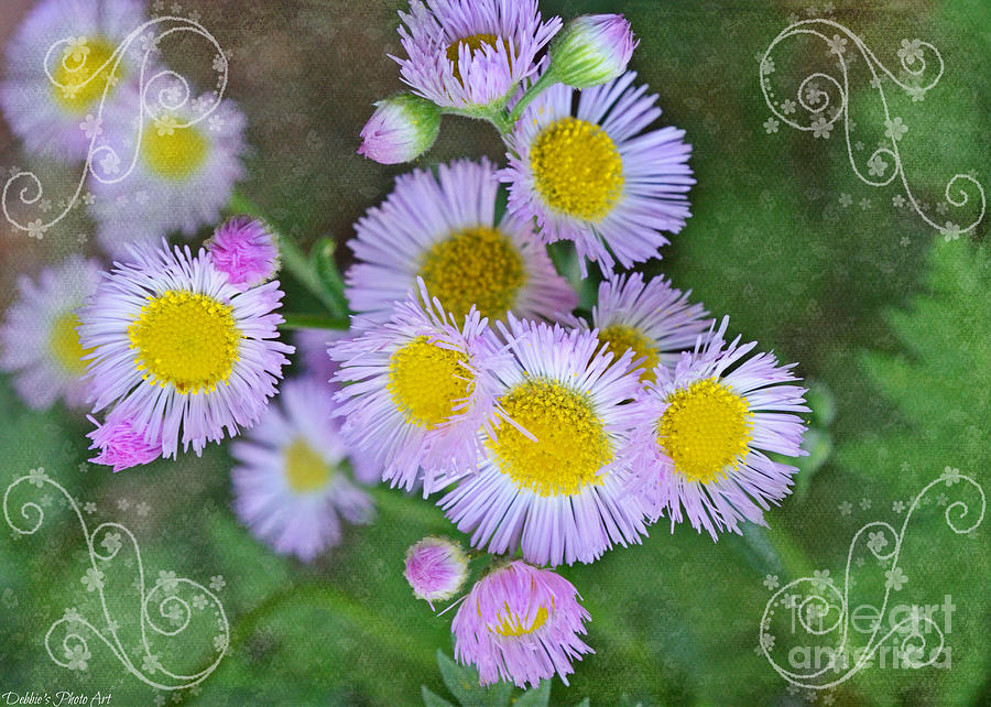 Pale Pink Fleabane blooms with decorations Photograph by Debbie Portwood