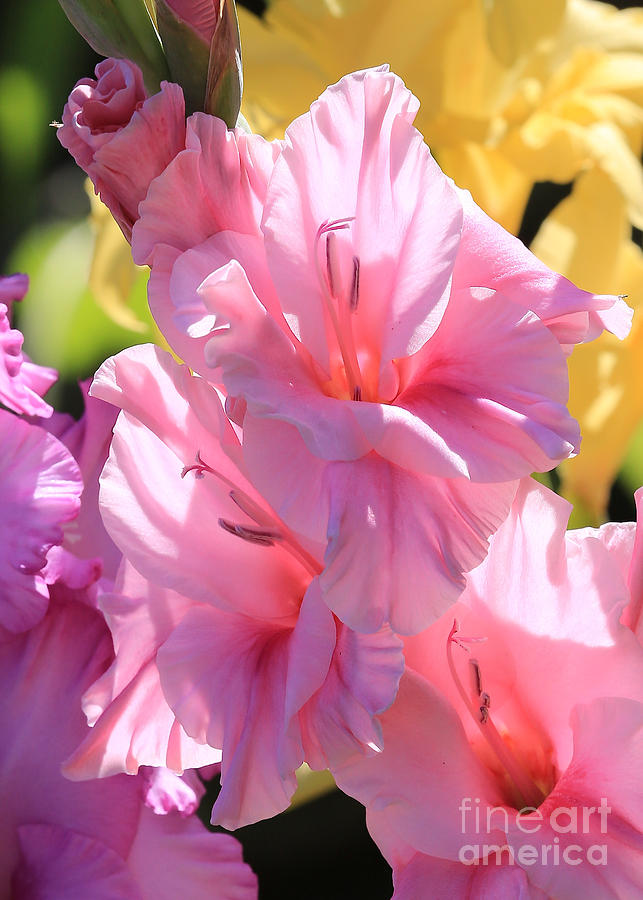 Pale Pink Gladiolus Closeup Photograph by Carol Groenen