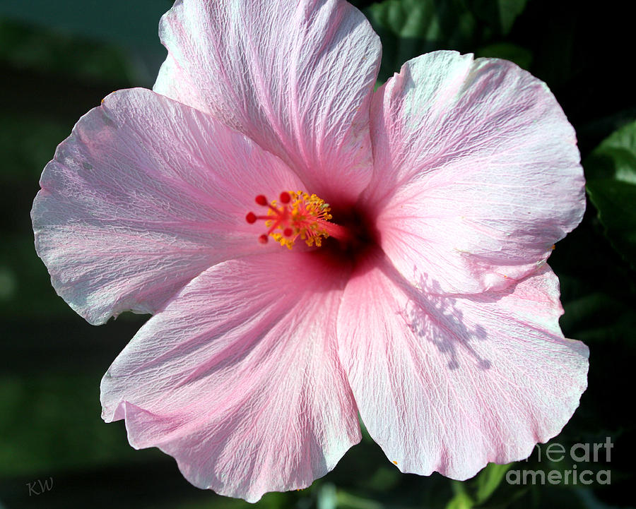 Pale Pink Hibiscus Photograph by Kathy  White