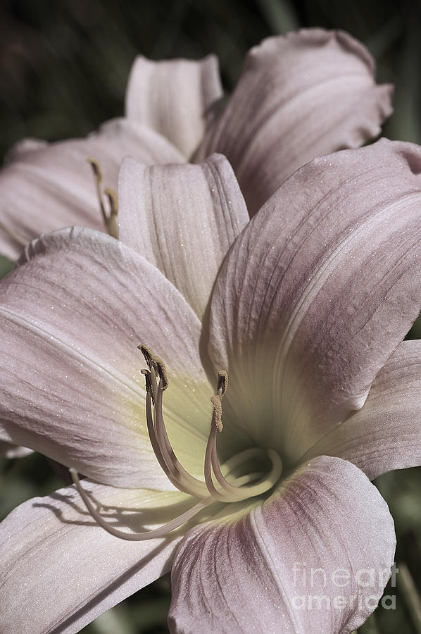 Pale Pink Lily Layer Photograph by Lee Craig