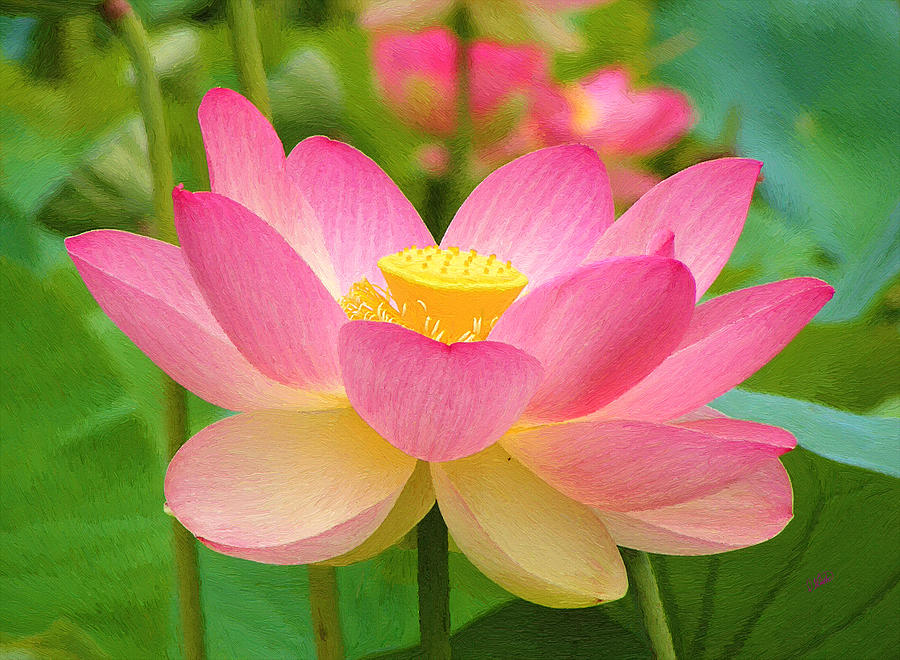 Pale Pink Lotus Painting by Dean Wittle