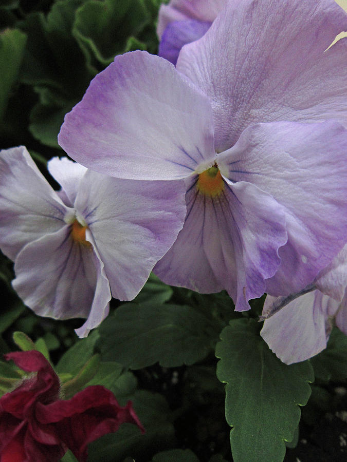 Pale Pink Pansies Photograph by Mary Bedy