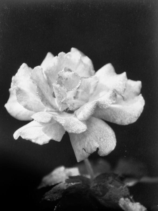 Pale Pink Pastel Rose Photograph by Belinda Lee