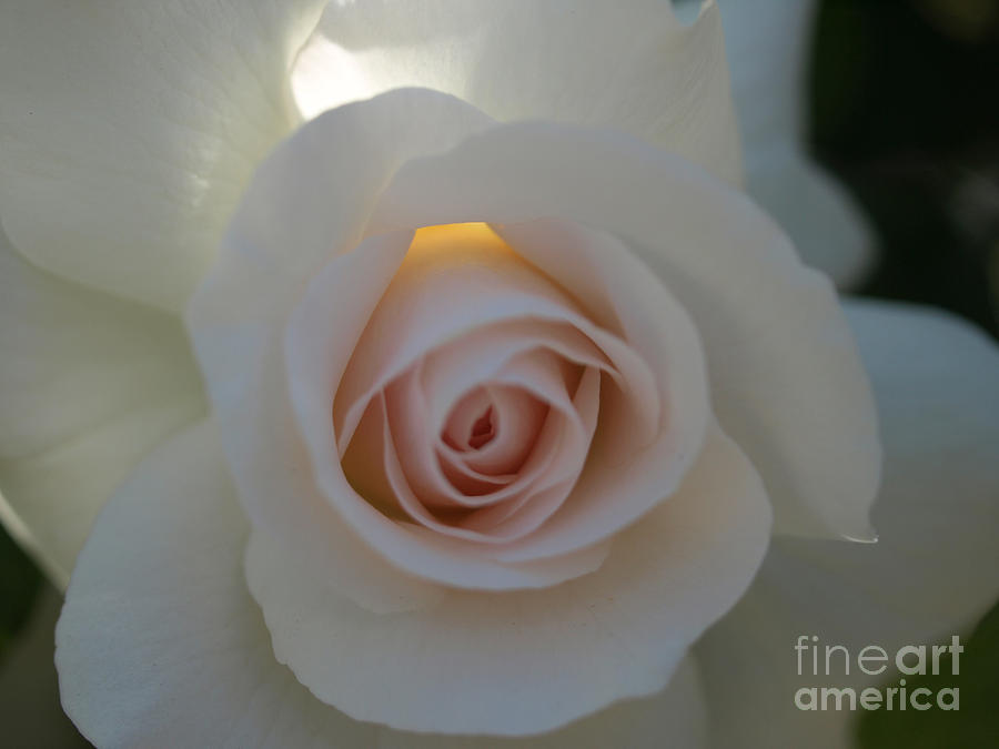 Pale Pink Rose Aglow  Photograph by Jacklyn Duryea Fraizer