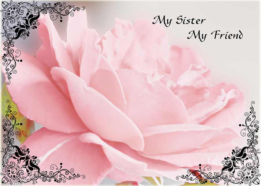 Pale pink rose greeting card Sister Photograph by Debbie Portwood