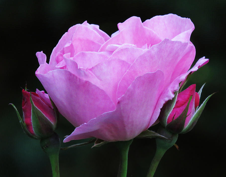 Pale Pink Rose Photograph by John Topman