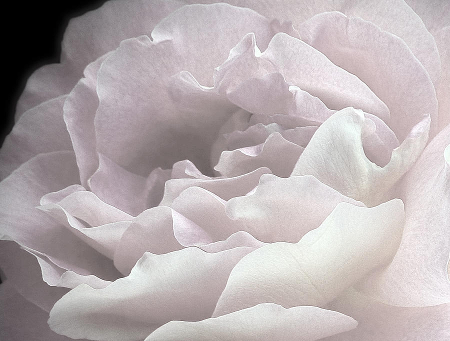 Pale Pink Rose Petals Photograph by Alan and Marcia Socolik
