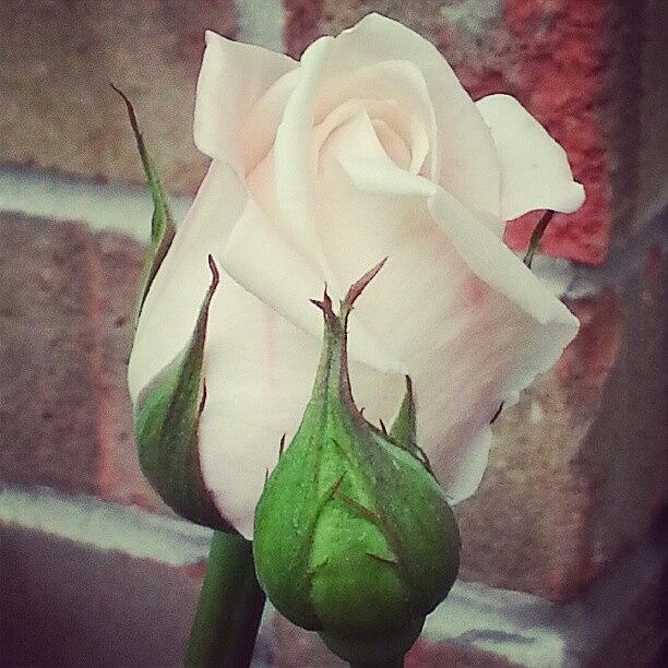 Pale Pink Rose Photograph by Sacred  Muse