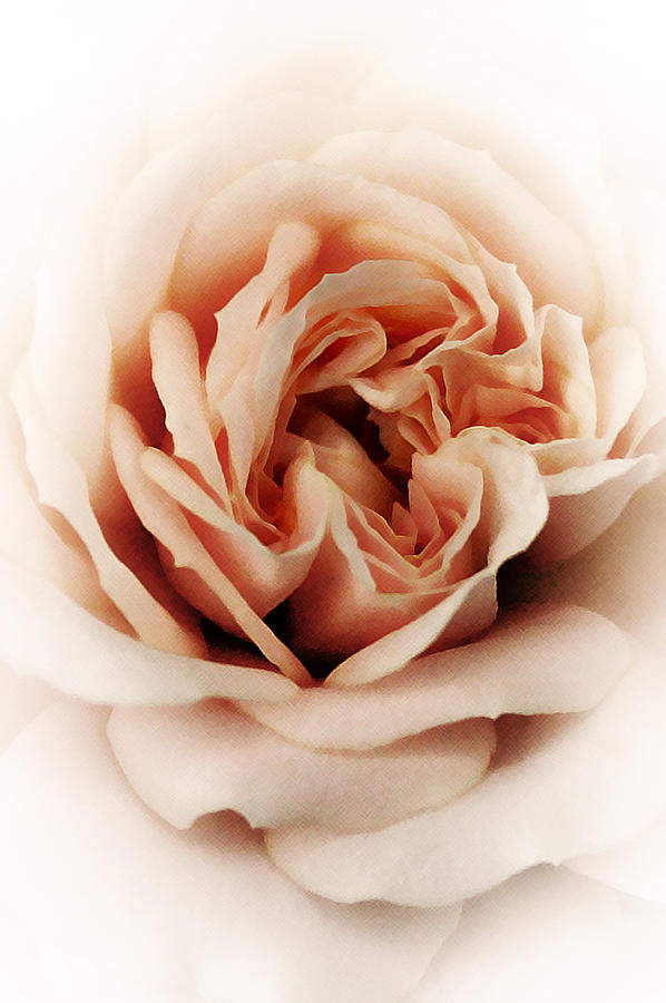 Pale Pink Rose  Photograph by Susan McMenamin