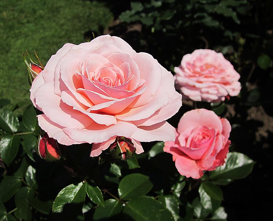 Pale Pink Roses Photograph by MTBobbins Photography