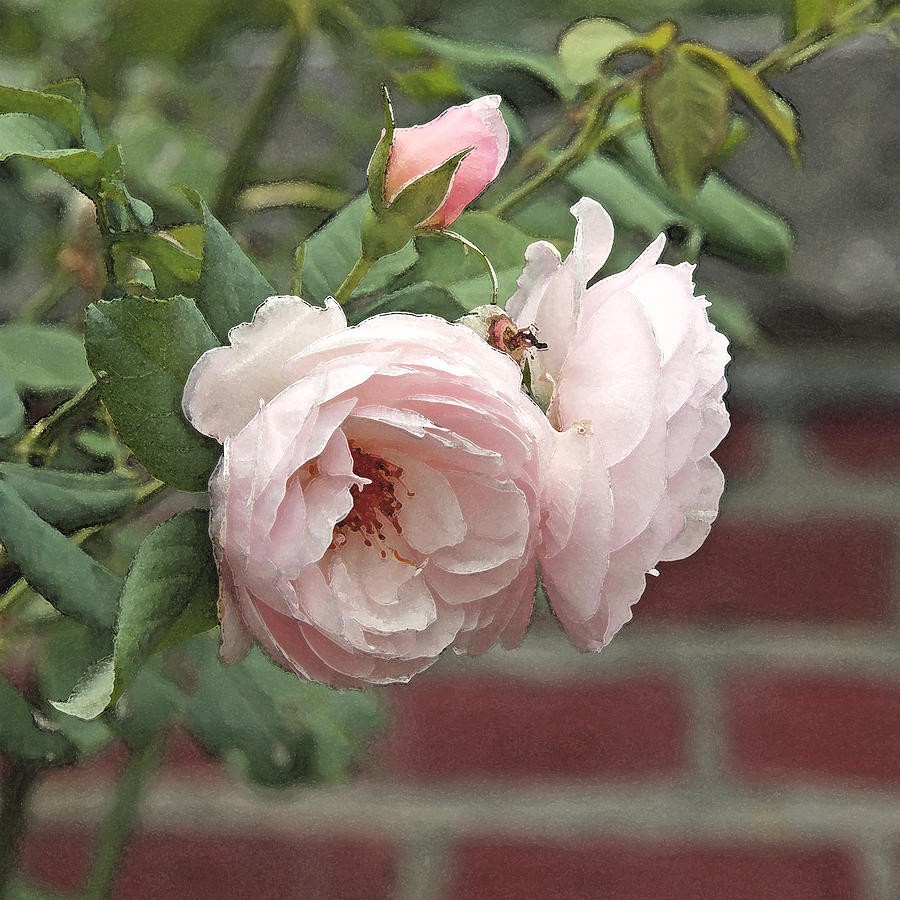 Pale Pink Roses on Brick Photograph by Brooke T Ryan