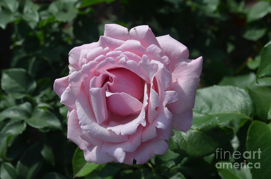 Rose Photograph - Pale Purple Rose by DejaVu Designs
