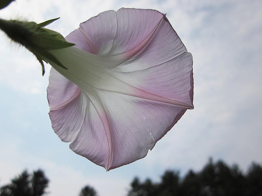 Pale Sky Morning Glory Photograph by MTBobbins Photography