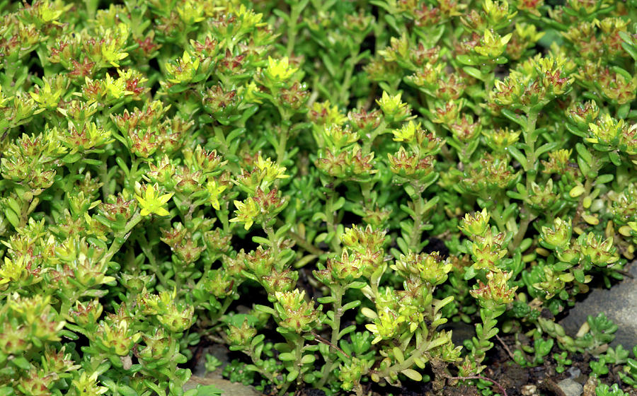 Pale Stonecrop (sedum Alpestre) Photograph by Brian Gadsby/science