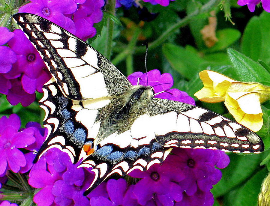 Pale Swallowtail Photograph by Gerry Bates